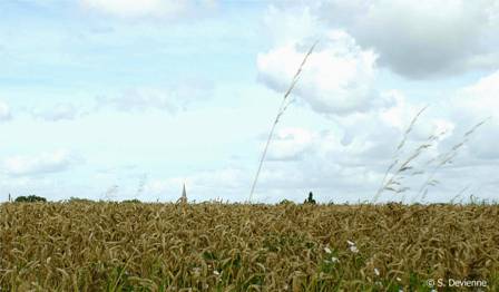 DSC07255dw.jpg - Clocher de Masny dans les blé d'Ecaillon...